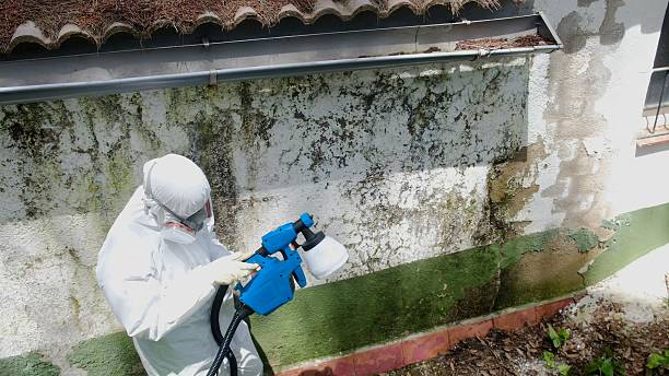 Trusted Mold Inspection service in Sea Girt, NJ - Cheap Mold Removal